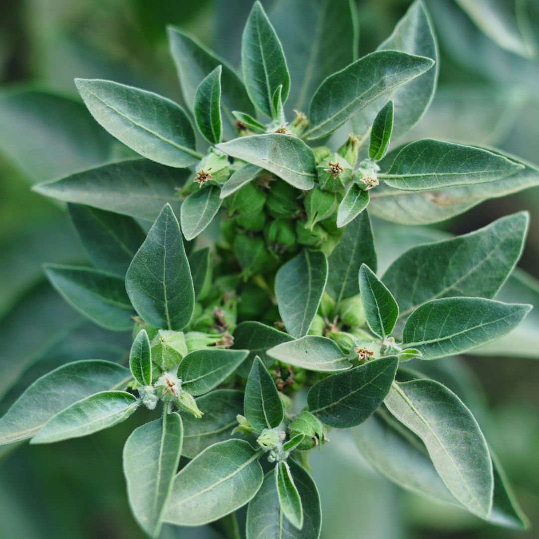 What evening adaptogens actually show about calmer nights